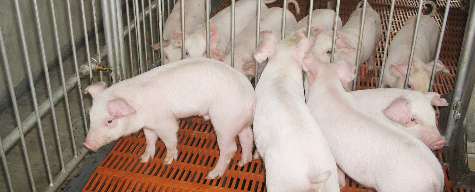 養(yǎng)殖基地建設